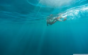 Snorkeling In Sunlight Zone Wallpaper