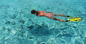 Snorkeling With Fishes Wallpaper