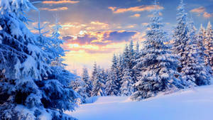 Snow Aesthetic Pine Trees Wallpaper