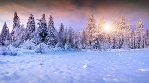 Snow Aesthetic Sunshine Wallpaper