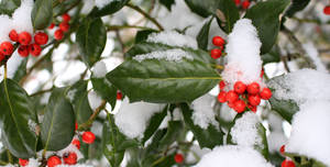 Snow Aesthetic Winter Berry Wallpaper