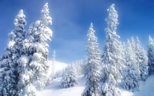 Snow Forest Winter Wonderland Desktop Wallpaper