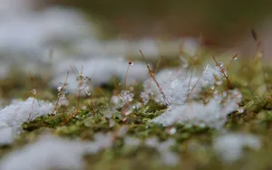Snow In Spring Wallpaper
