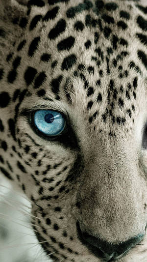 Snow Leopard Face Mobile Hd Wallpaper