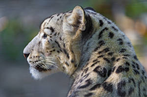 Snow Leopard Thinking About Life Wallpaper