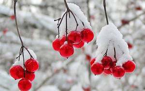 Snow On Cranberries Wallpaper