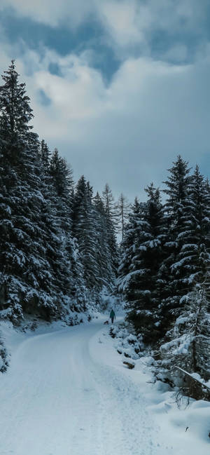 Snow Trees Winter Iphone Wallpaper