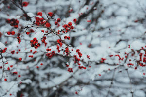 Snowy Christmas Berries Wallpaper