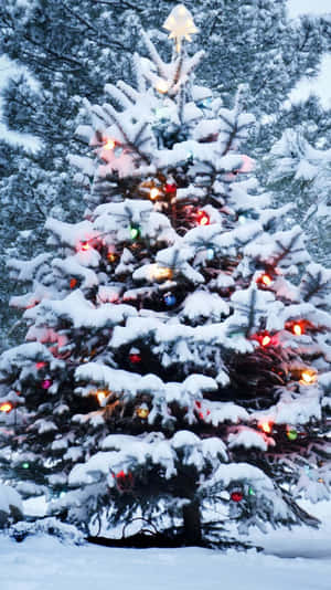 Snowy_ Christmas_ Tree_ With_ Lights Wallpaper