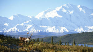 Snowy Denali With Moose Wallpaper