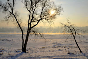 Snowy Forest During Sunset In Lithuania Wallpaper