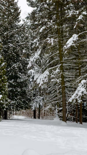 Snowy_ Pine_ Forest_ Path.jpg Wallpaper