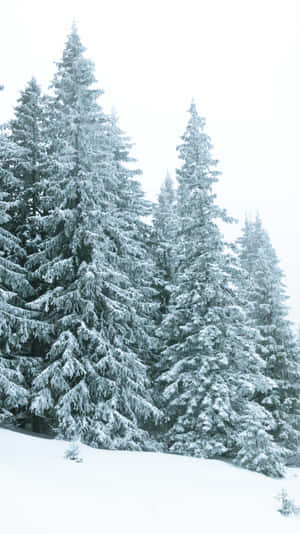 Snowy_ Pine_ Forest_ Scene.jpg Wallpaper