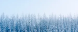 Snowy Scenery In Winter Wallpaper