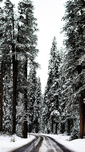 Snowy White Aesthetic Iphone Wallpaper