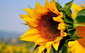 Soak In The Sunflower Visual Delight On Your Desktop Wallpaper