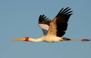 Soaring Crane Bird Wallpaper