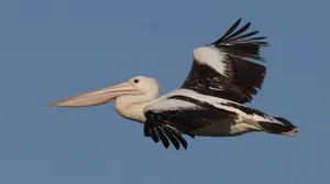 Soaring Pelicanin Blue Sky.jpg Wallpaper