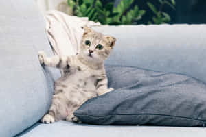 Sofa Cute Cat Pfp Wallpaper