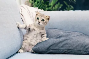 Sofa Cute Cat Pfp Wallpaper