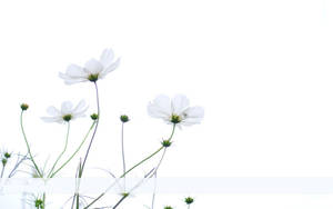 Soft And Subtle Minimalist Flower Computer Wallpaper