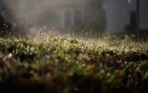 Soft Glow Of The Morning Garden Wallpaper