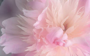 Soft Pink Peony Background Wallpaper