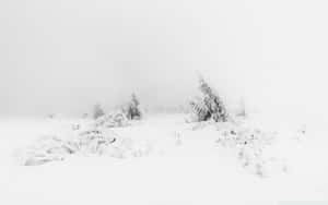 Soft White Aesthetic Landscape Wallpaper