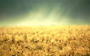 Soil And Small Grass Morning Glory Wallpaper