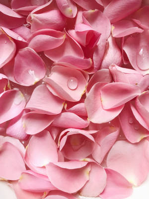 Solid Pastel Color Pink Flower Petals Wallpaper