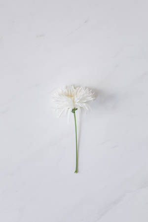 Solid White Daisy Flower Wallpaper