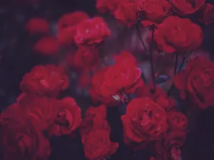 Some Days Require A Little Extra Beauty. Wallpaper