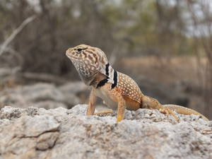 Sonoran Collared Lizard Wallpaper