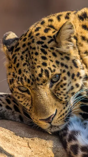 Sophisticated Iphone X In Reflection Wallpaper