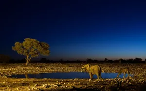 South Africa Animals At Night Wallpaper