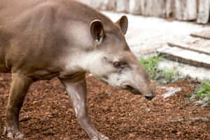 South American Tapir Walking.jpg Wallpaper