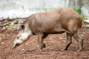 South American Tapir Walking Wallpaper