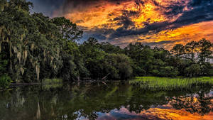 South Carolina Forest And Lake Wallpaper