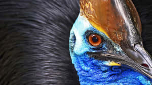 Southern Cassowary Bird Eye Closeup Wallpaper