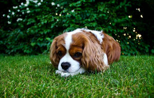 Spaniel King Charles Cute Puppy Wallpaper