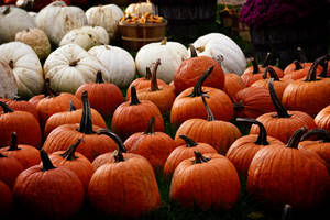 Sparkle Of The Season - Orange And White Patterned Pumpkins Wallpaper