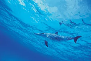 Sparkling Sea Dolphin Wallpaper