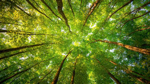 Spectacular Green Trees Bottom View Wallpaper