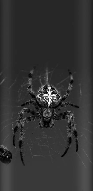 Spider In Greyscale Color Wallpaper