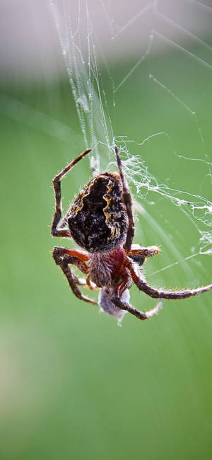 Spider With Prey Wallpaper