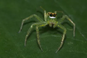 Spider With Translucent Green Body Wallpaper