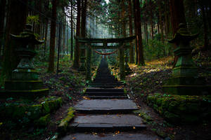 Spiritual Torii In Forest Wallpaper