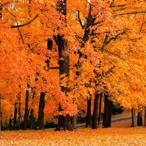 Splash Into Fall With An Ipad. Wallpaper