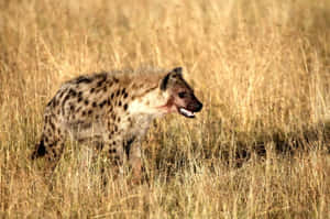 Spotted Hyenain Grassland.jpg Wallpaper