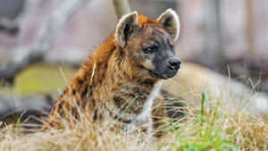 Spotted Hyenain Grassland.jpg Wallpaper